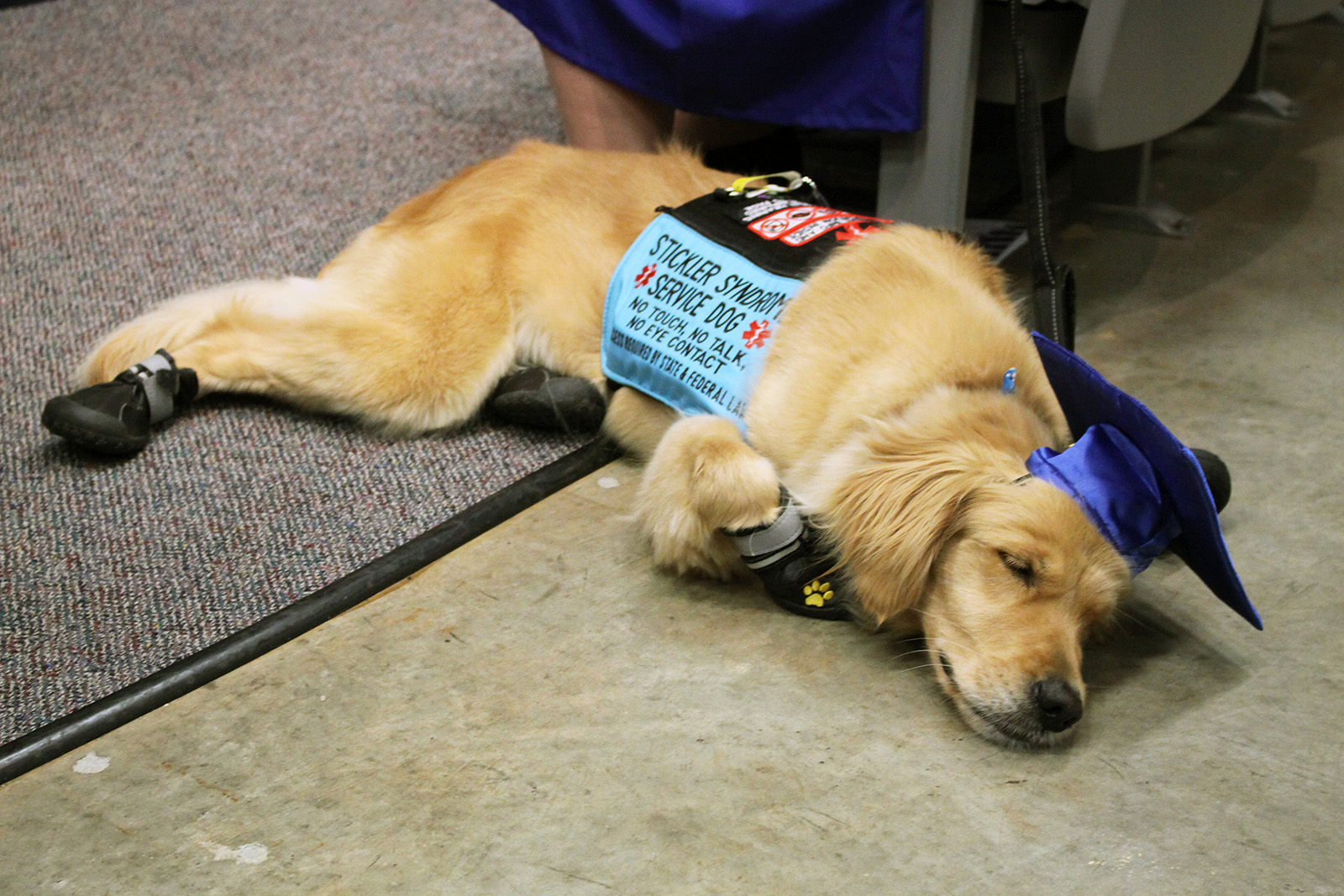 RCC College and Career Readiness graduate Emily Daugherty's service dog, Roxy, rests up before the duo goes on stage during the May 9 graduation ceremony.