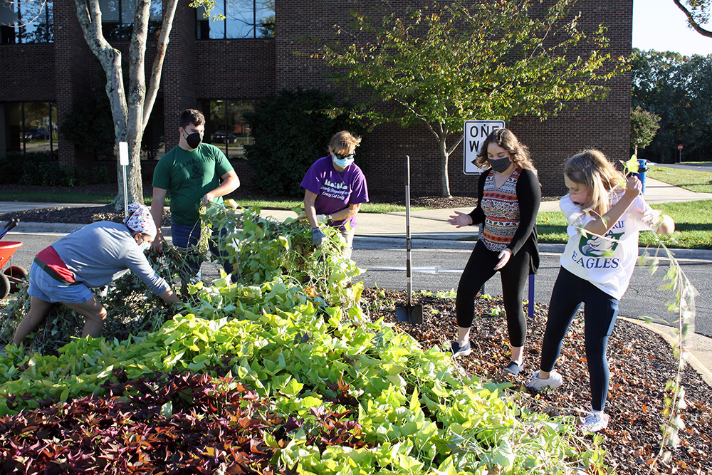 Randolph Community College’s inaugural Zoological Horticulture class pulls up decorative sweet potato vines on the Asheboro Campus on Tuesday, Oct. 26. Pictured, left to right, are Instructor Michaelia Comer, and students Chance Billings, Teresa East, Vivian Hosterman, and Rebecca Maness.